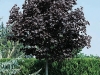 Acer Platanoides Crimson King 